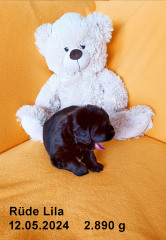 4-Lila-RS-2024-05-12