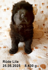 2025-05-25-5-Lila-RS