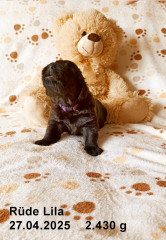 2025-04-27-5-Lila-RS