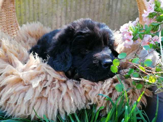 Lila1