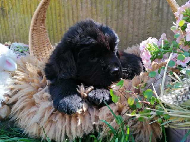 Lila5