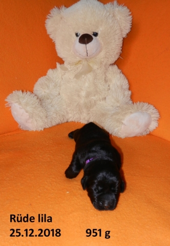 5 Lila RS 251218