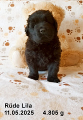 2025-05-11-5-Lila-RS