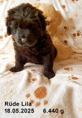 2025-05-18-5-Lila-RS