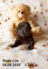 2025-05-04-5-Lila-RS