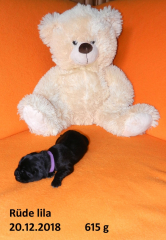 5-Lila-RS-HB-201218