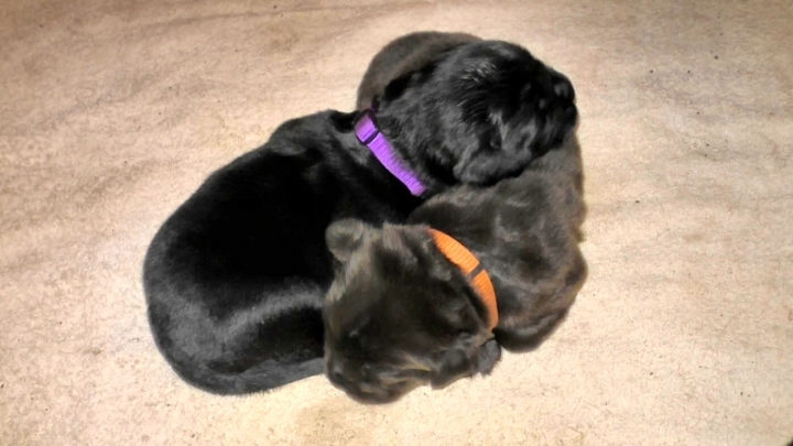 Lila-und-orange1