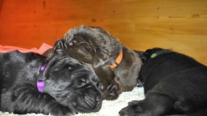 Lila und orange