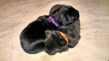 Lila und orange1