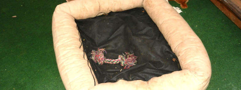 Welpenschlafplätze