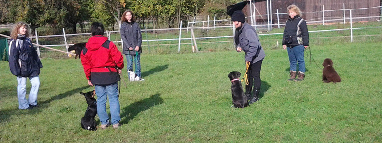 Alfreds erste Welpenspielstunde