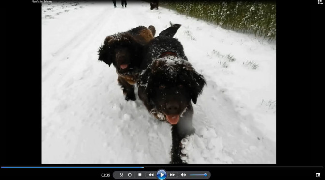 Neufundländer im Schnee