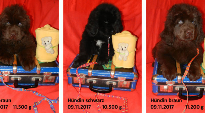 D-Wurf ist ausgezogen