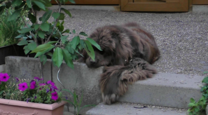 Alfred und sein Ball