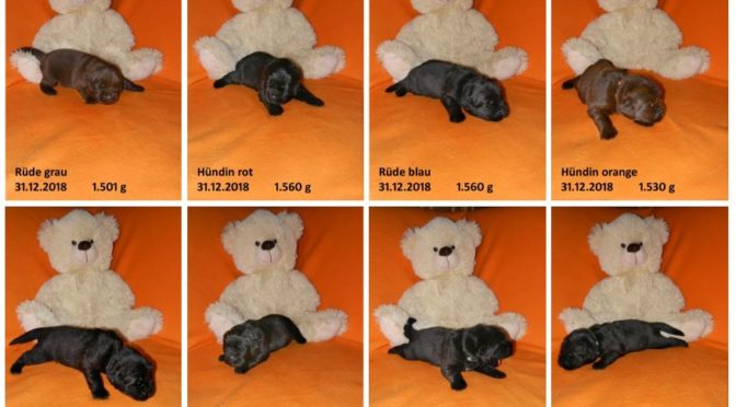 Teddybilder vom 31.12.2018