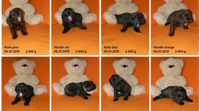 Teddybilder 06.01.2019