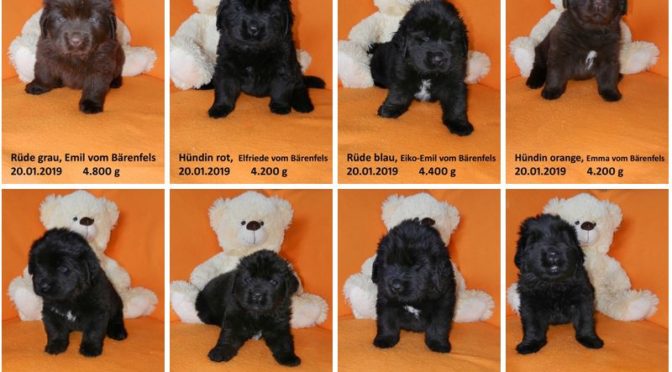Teddybilder vom 20.01.2019