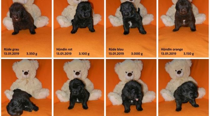 Teddybilder vom 13.01.2019