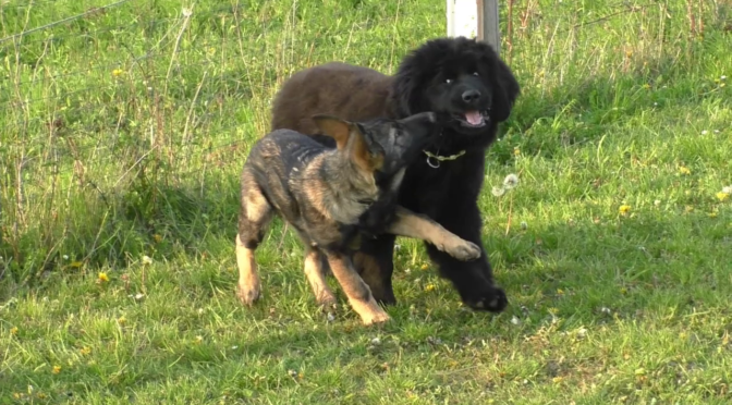 Elfriede auf dem Hundeplatz