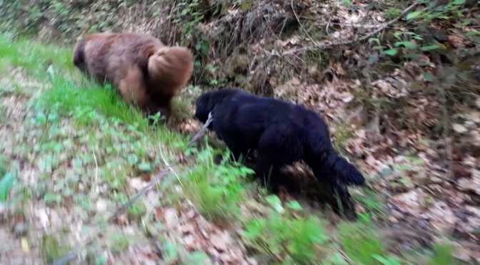 Waldspaziergang mit Elfriede und Alfred