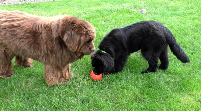 Elfriede und Alfred spielen Ball