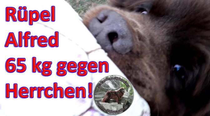 Rüpel Alfred