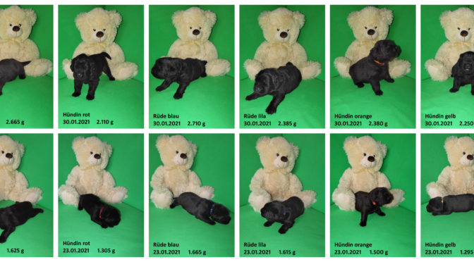 Teddybilder vom 30.01.2021