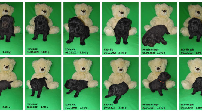 Teddybilder vom 06.02.2021