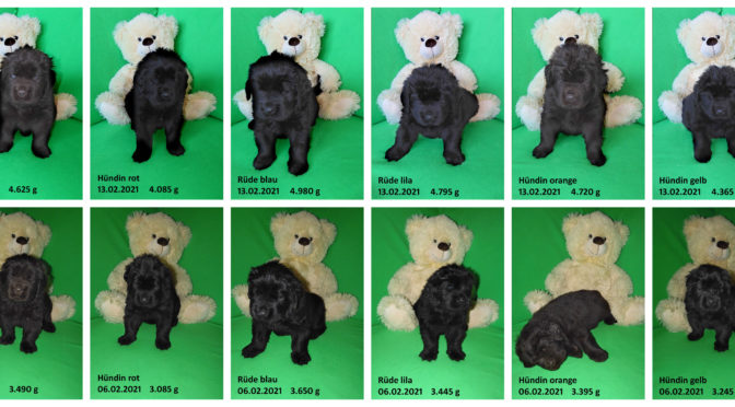 Teddybilder vom 13.02.2021