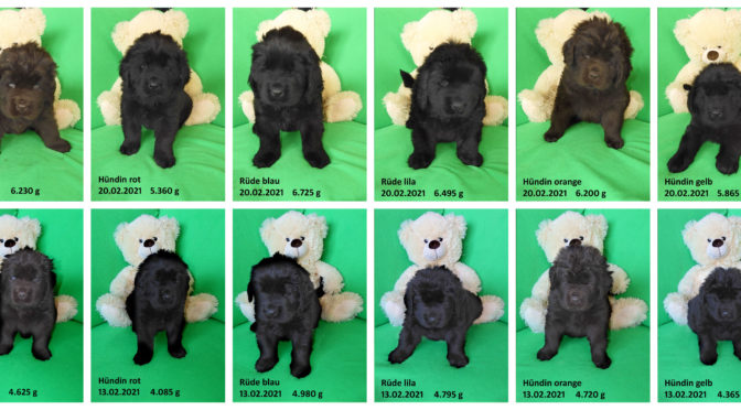 Teddybilder vom 20.02.2021