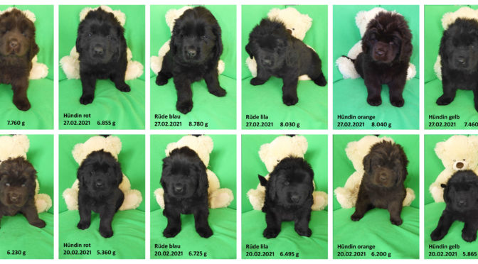 Teddybilder vom 27.02.2021