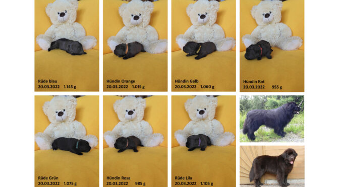 Teddybilder vom 20.03.2022