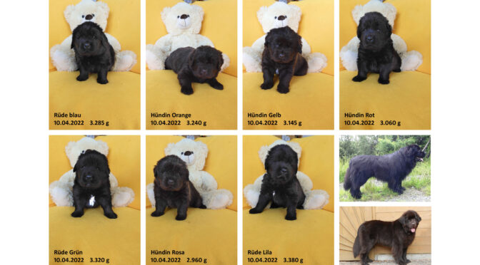 Teddybilder vom 10.04.2022