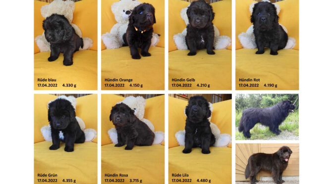Teddybilder vom 17.04.2022