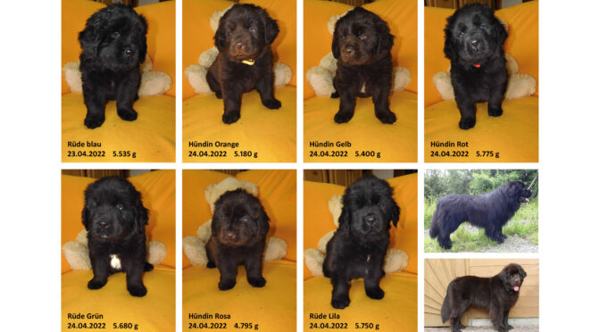 Teddybilder vom 24.04.2022
