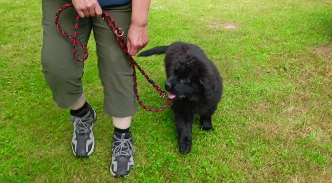 Leni beim Training