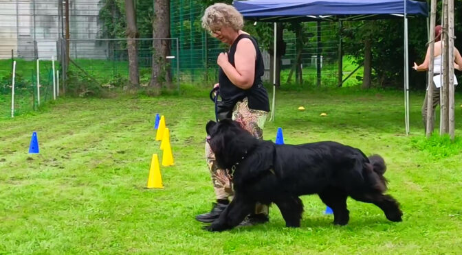 Spass auf dem Hundeplatz
